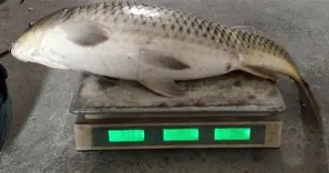 关于鐔g`怌????.`j]?V鎊`]BC野獑扬?w^Fp?}礨R+}T辤_襕擒??q罶垙c的信息